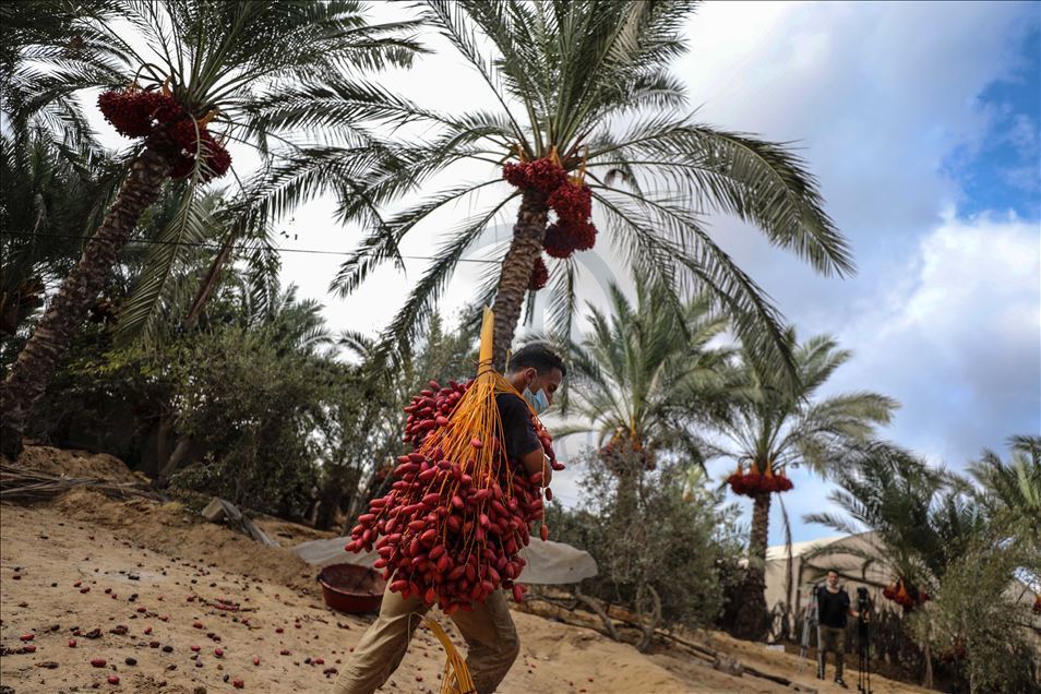 افتتحت وزارة الزراعة الفلسطينية في