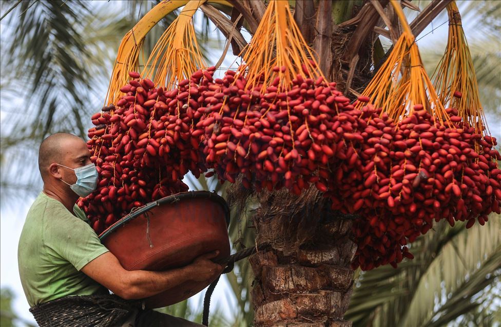 افتتحت وزارة الزراعة الفلسطينية في