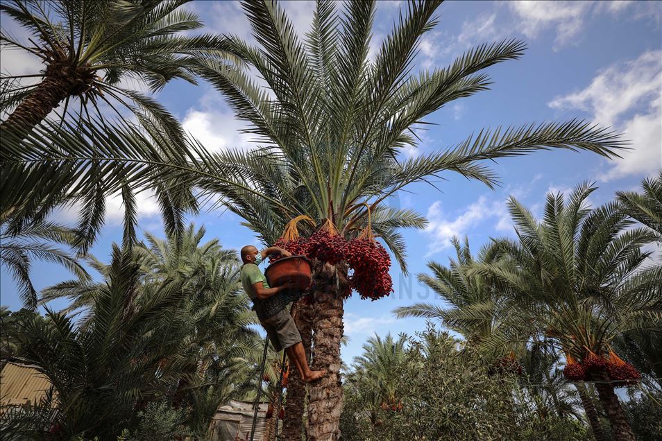 افتتحت وزارة الزراعة الفلسطينية في