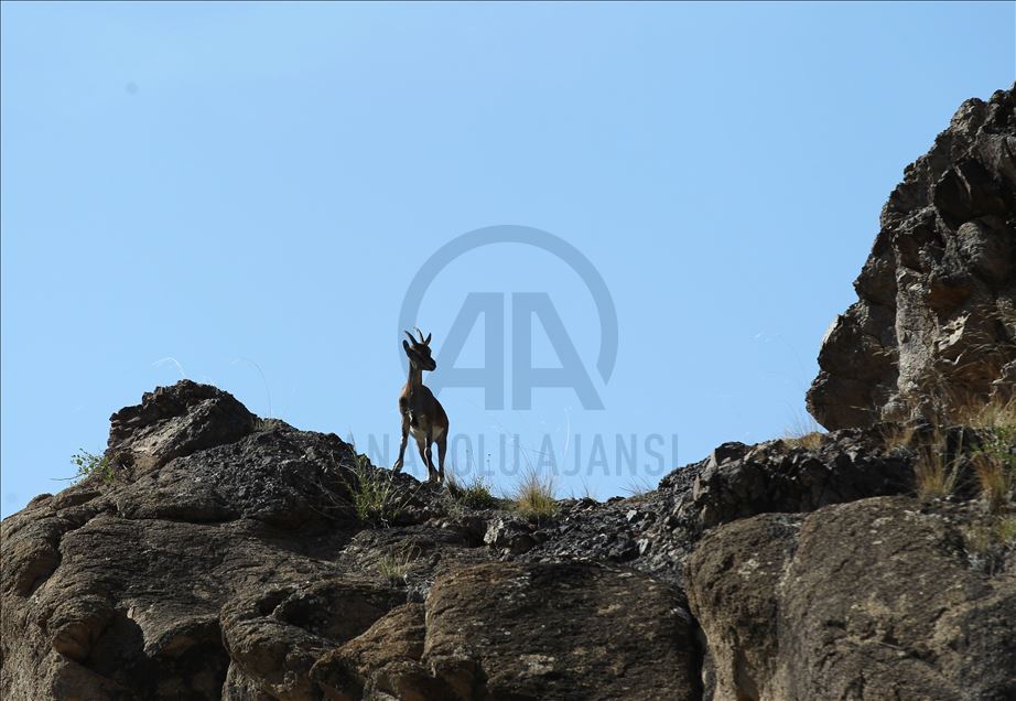 Erzurum'da sürü halinde yaban keçileri görüntülendi
