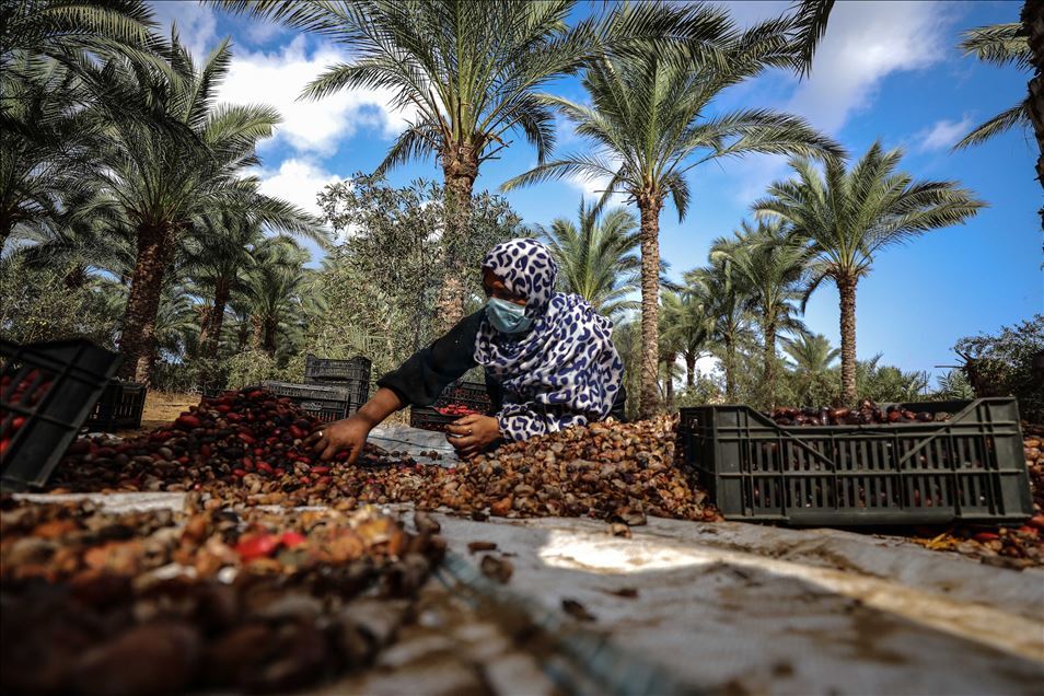 افتتحت وزارة الزراعة الفلسطينية في