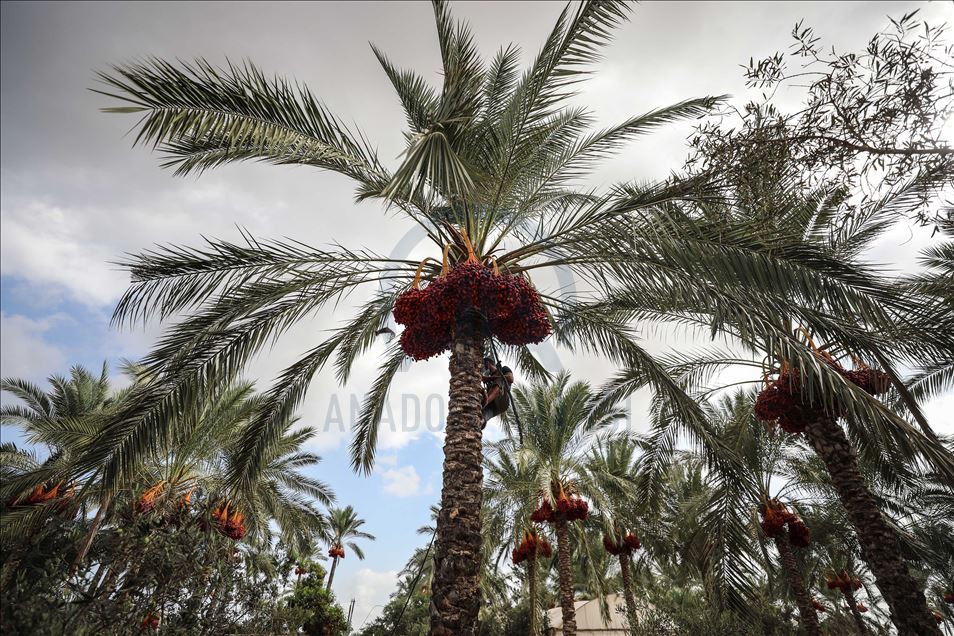 افتتحت وزارة الزراعة الفلسطينية في