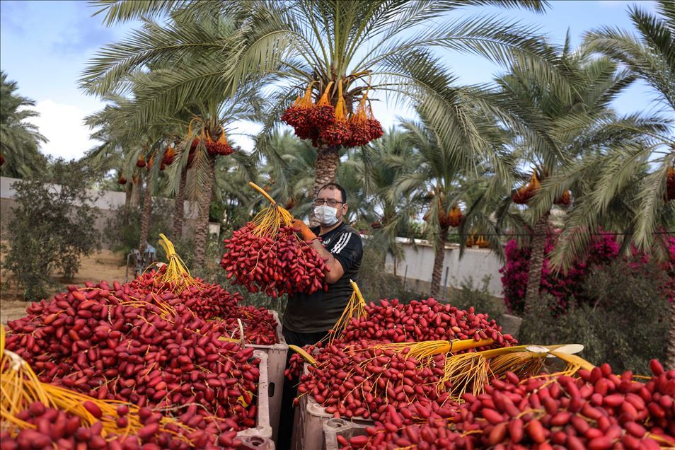 افتتحت وزارة الزراعة الفلسطينية في