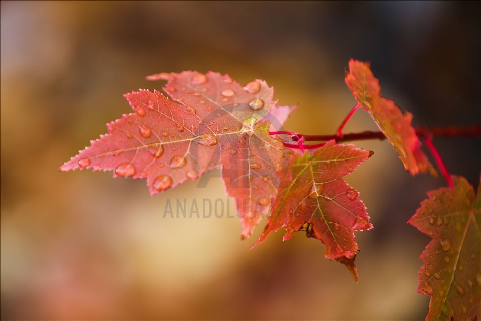 Follaje de otoño en New Hampshire, EEUU