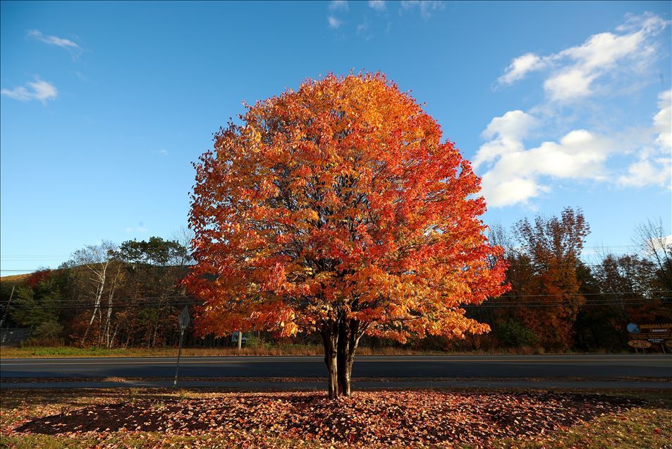 Follaje de otoño en New Hampshire, EEUU