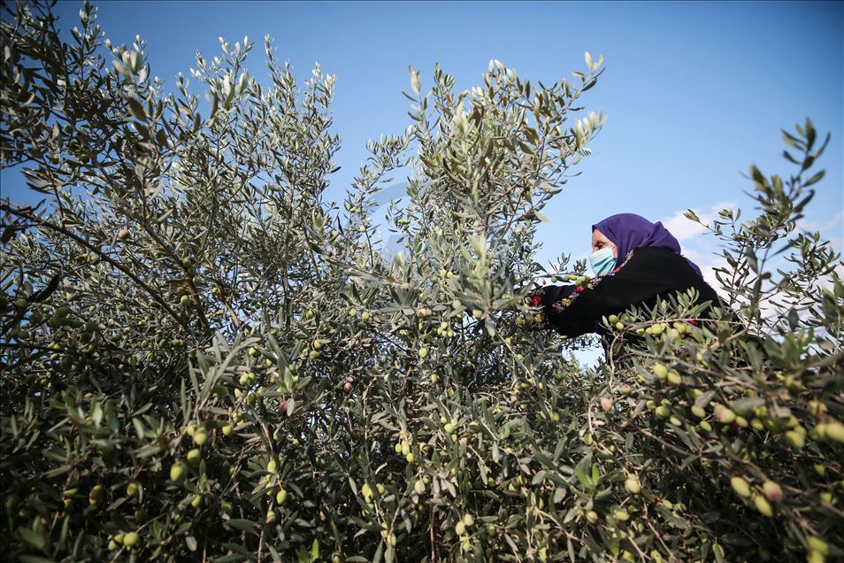 Recolección de aceitunas en Gaza