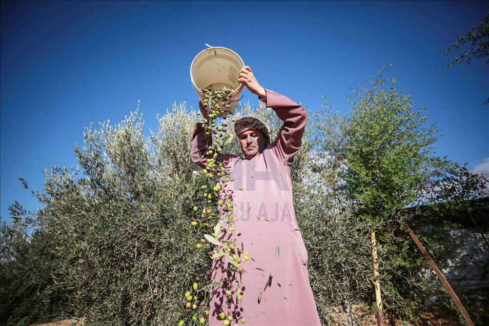 Recolección de aceitunas en Gaza