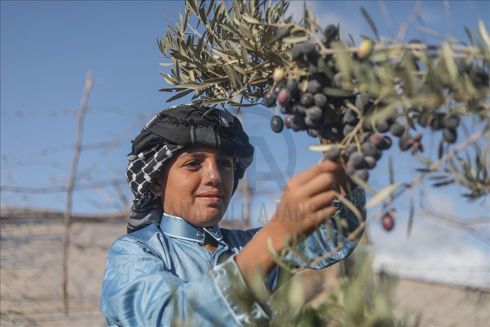 Recolección de aceitunas en Gaza