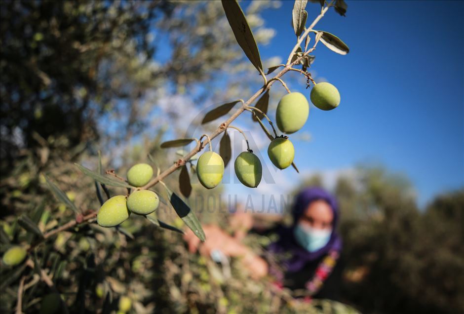 Recolección de aceitunas en Gaza