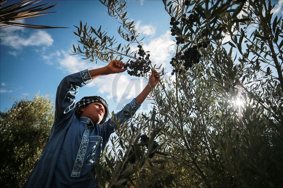 Recolección de aceitunas en Gaza