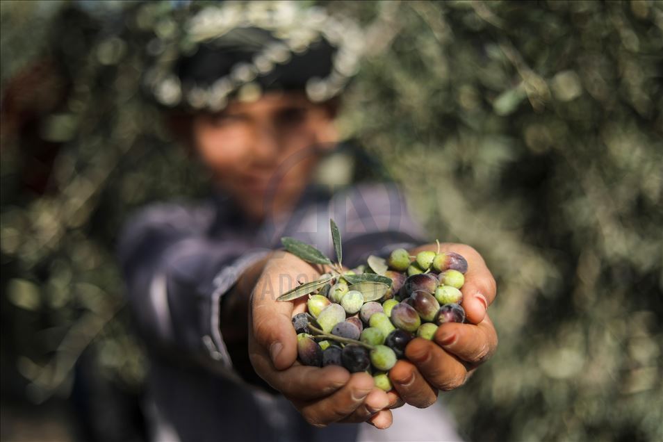 Recolección de aceitunas en Gaza