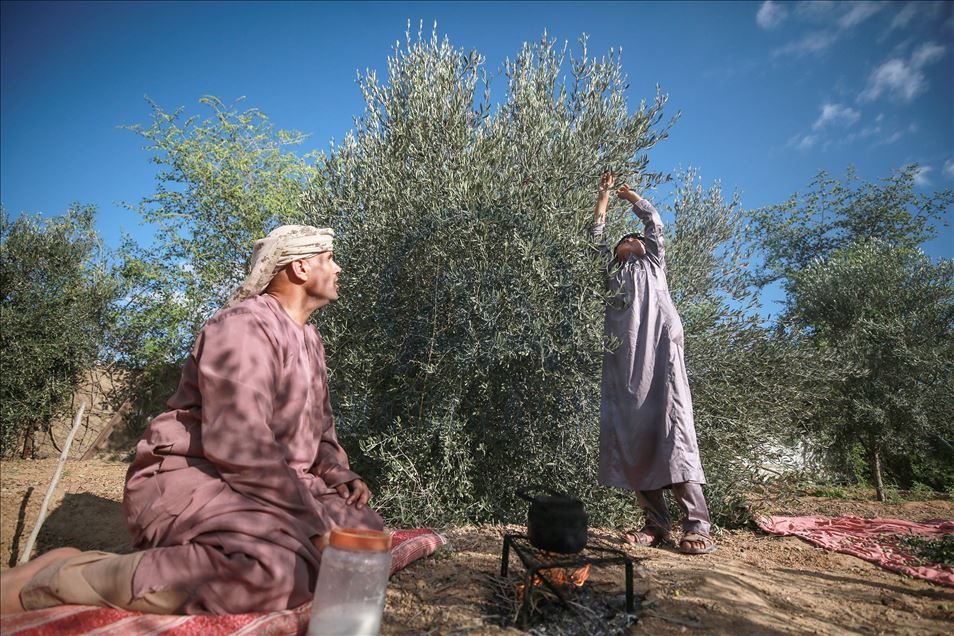 Recolección de aceitunas en Gaza