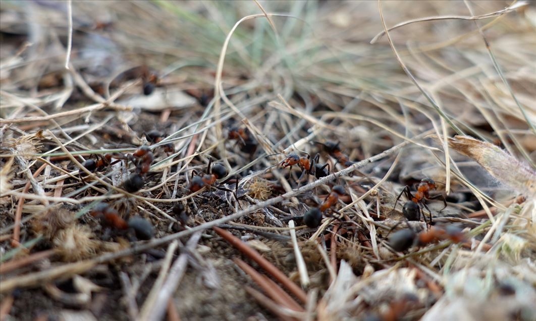 La hormiga roja de la madera (Formica pratensis) en Kirklareli, Turquía