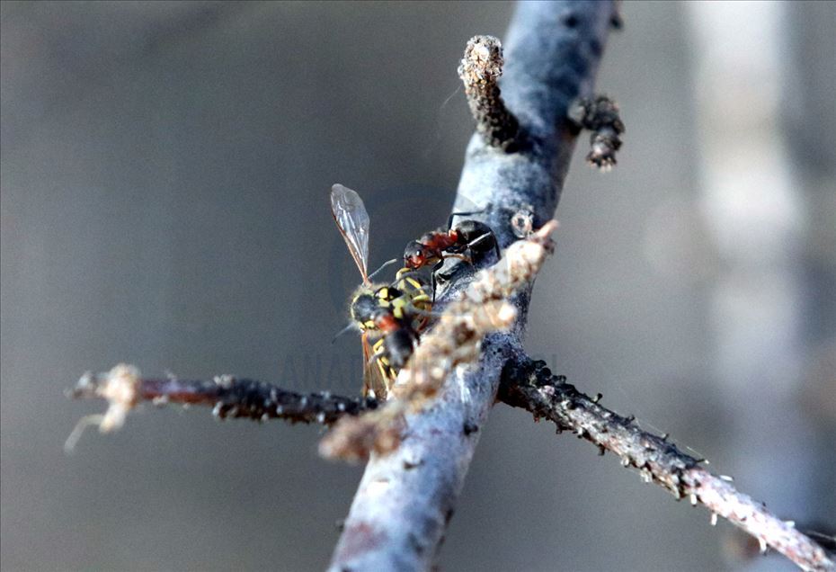 La hormiga roja de la madera (Formica pratensis) en Kirklareli, Turquía