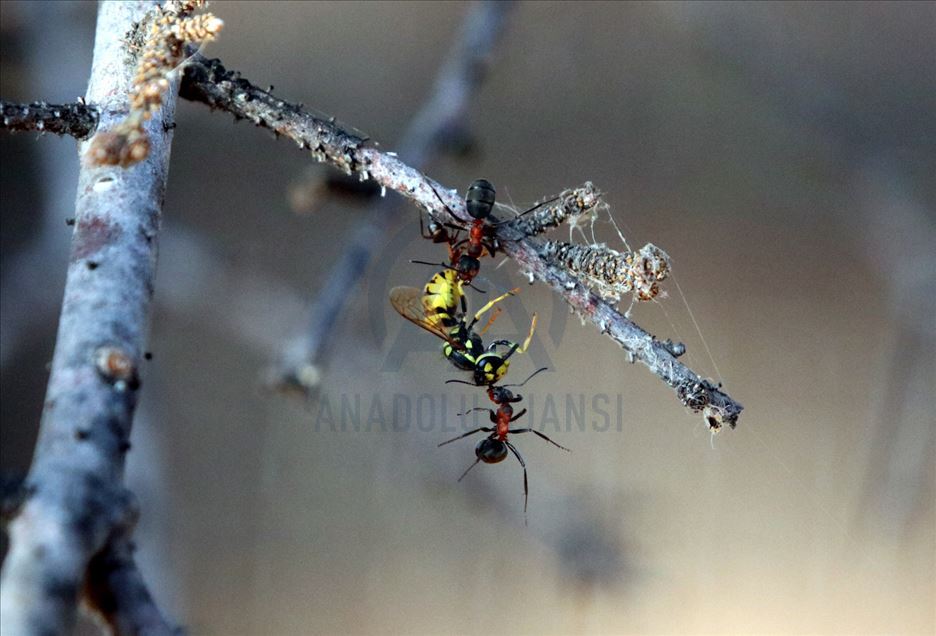 La hormiga roja de la madera (Formica pratensis) en Kirklareli, Turquía