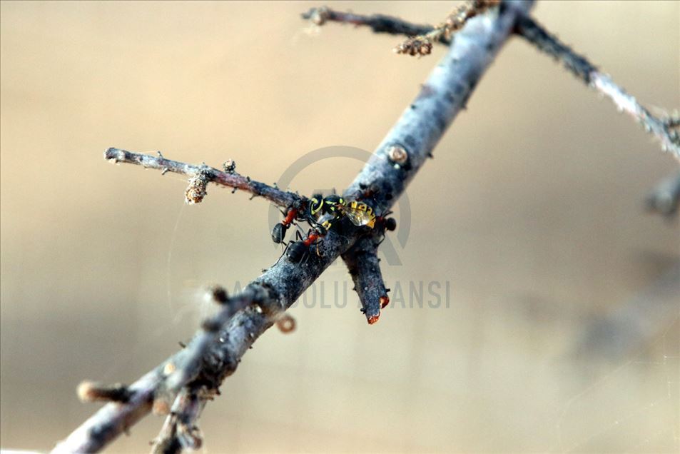La hormiga roja de la madera (Formica pratensis) en Kirklareli, Turquía