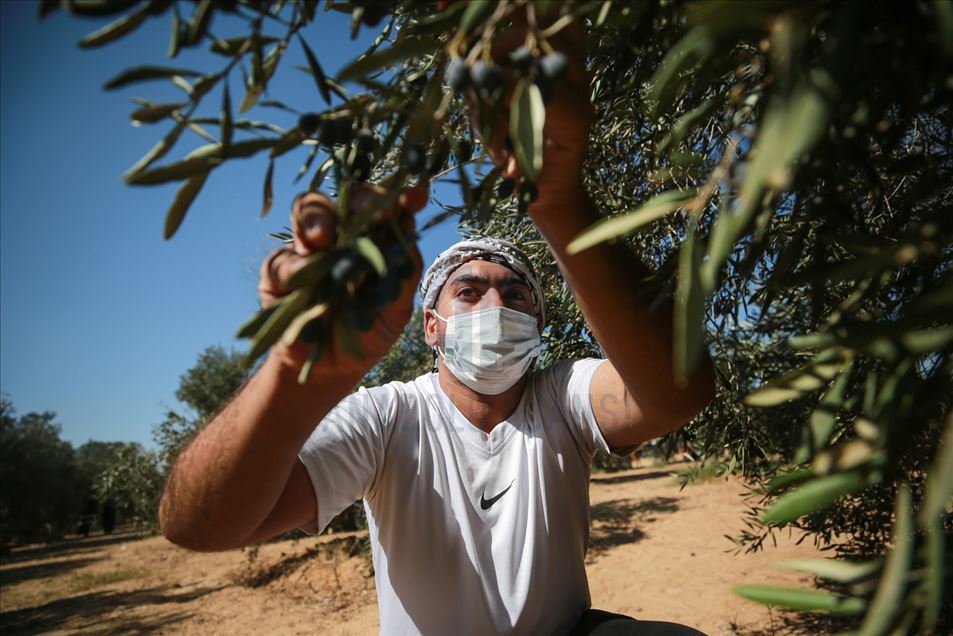 Cosecha de aceitunas en Gaza
