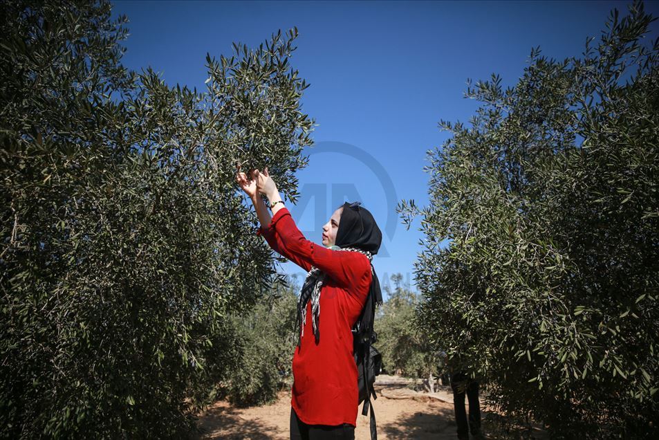 Cosecha de aceitunas en Gaza