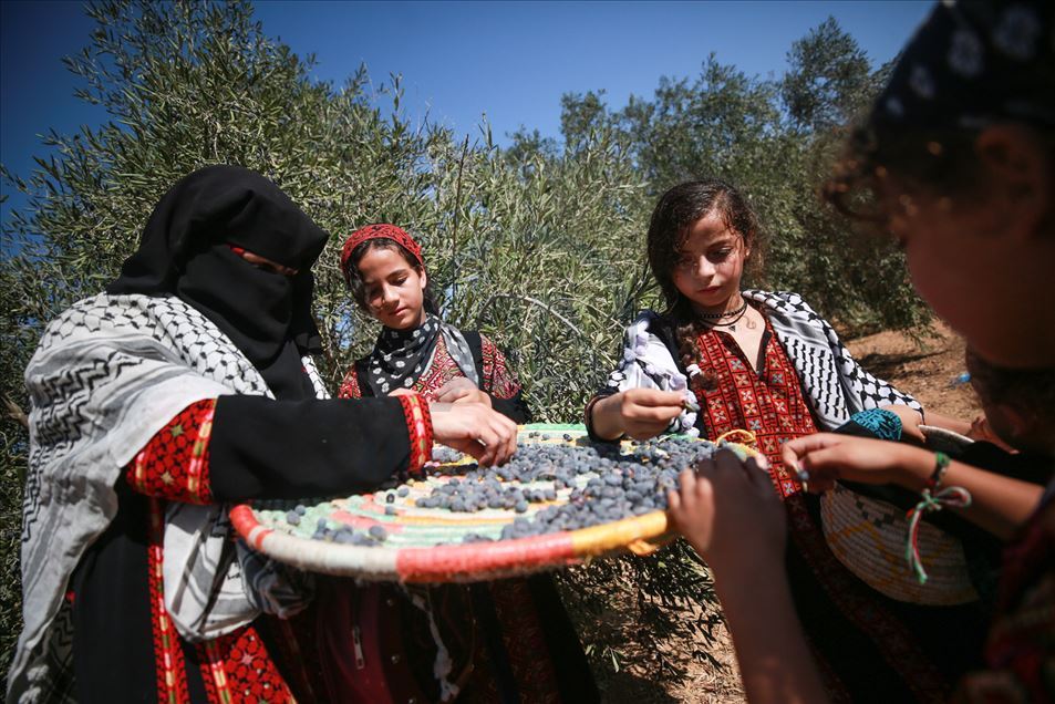 Cosecha de aceitunas en Gaza