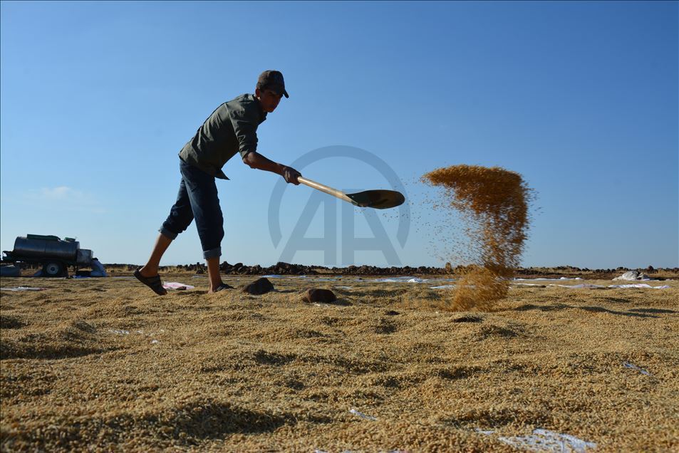 Karacadağ pirincinin tarladan sofraya zorlu yolculuğu
