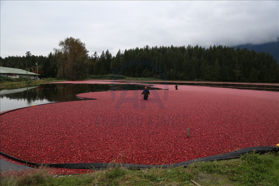 Cranberry Harvest in Canada