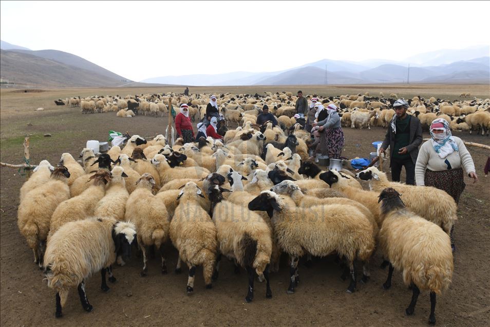 Rêwîtiya bêrîvanan a dijwar ya ser pişta hêstiran