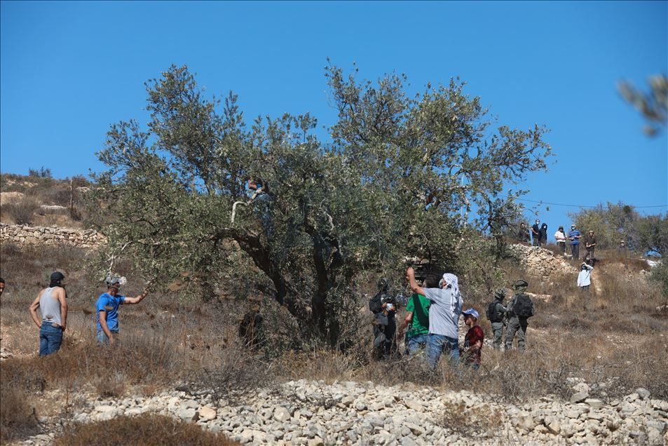 İsrail askerlerinden Filistinlilerin zeytin toplamasına engel
