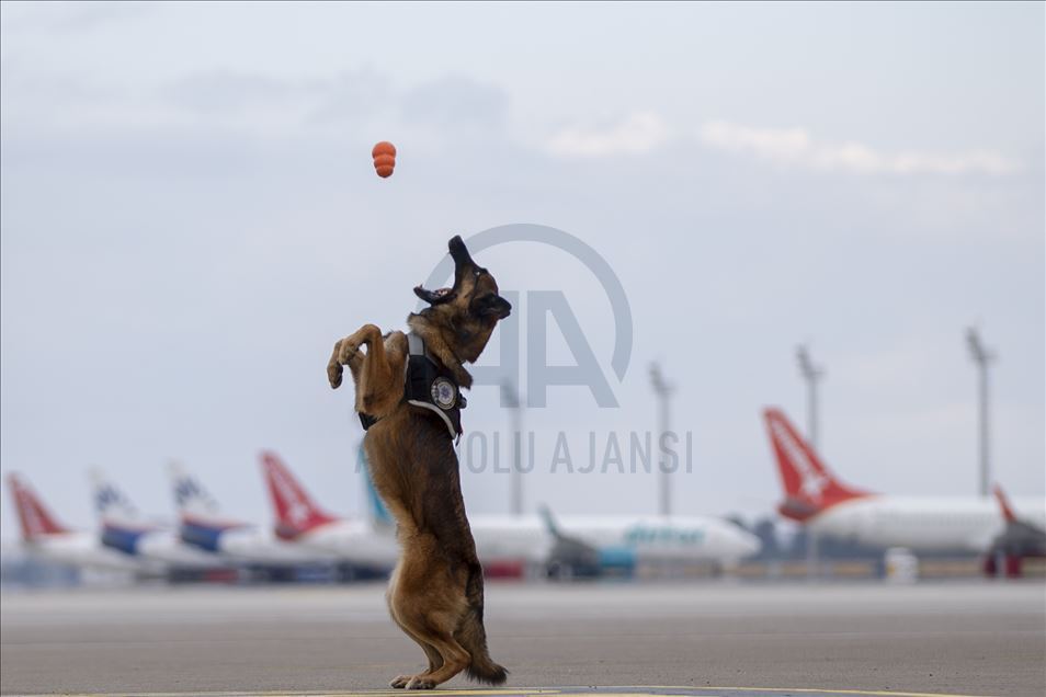 Perros de detección antinarcóticos en el aeropuerto de Antalya, Turquía