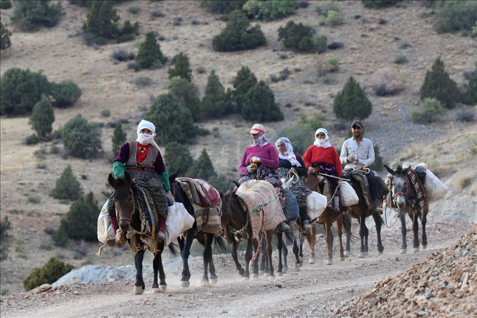 Rêwîtiya bêrîvanan a dijwar ya ser pişta hêstiran