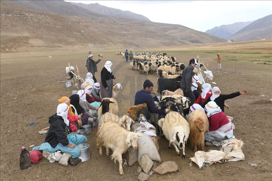 Rêwîtiya bêrîvanan a dijwar ya ser pişta hêstiran