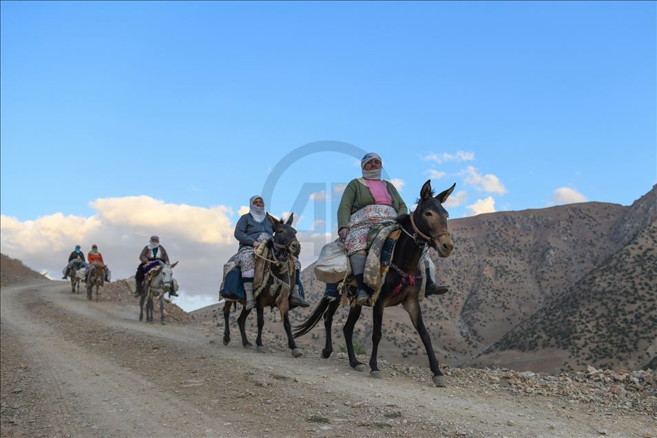 Rêwîtiya bêrîvanan a dijwar ya ser pişta hêstiran