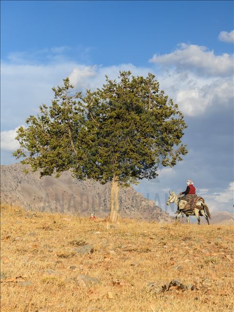 Rêwîtiya bêrîvanan a dijwar ya ser pişta hêstiran