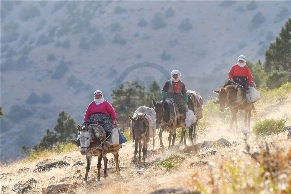 Rêwîtiya bêrîvanan a dijwar ya ser pişta hêstiran