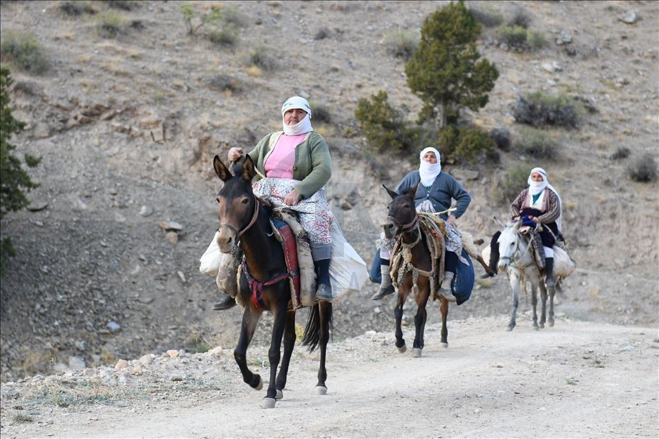 Rêwîtiya bêrîvanan a dijwar ya ser pişta hêstiran