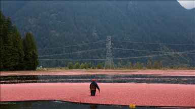 Harvest at cranberry farm in Pitt Meadows