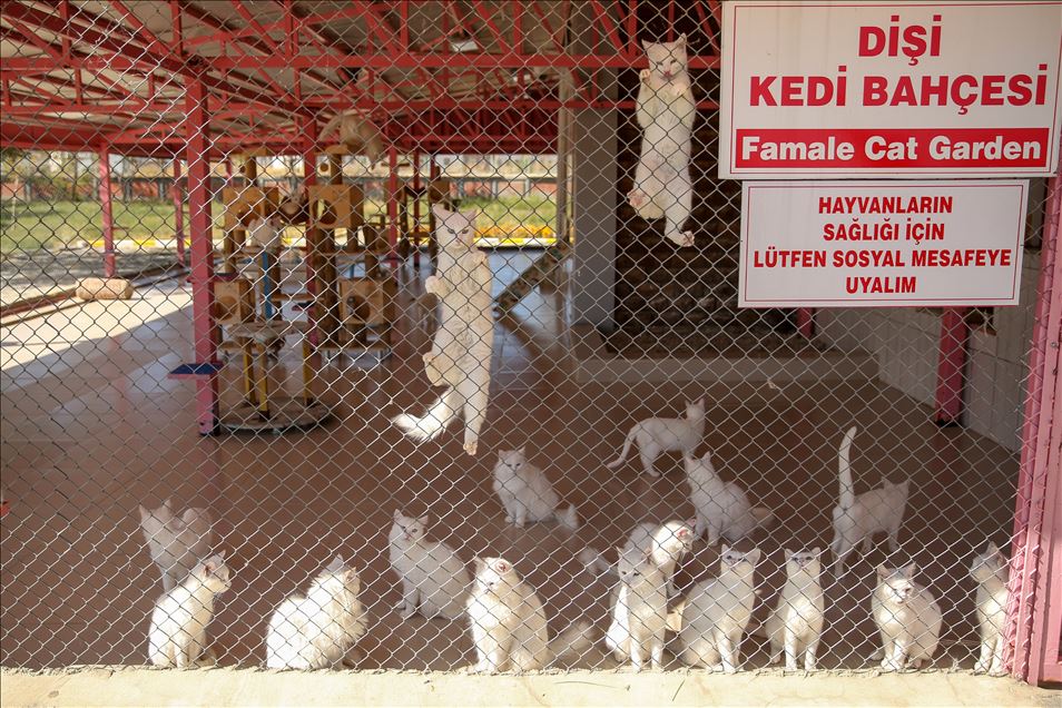 Salgın sürecinde Van kedileri uzaktan seviliyor