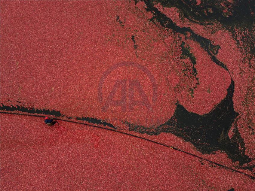 Cranberry Harvest in Canada