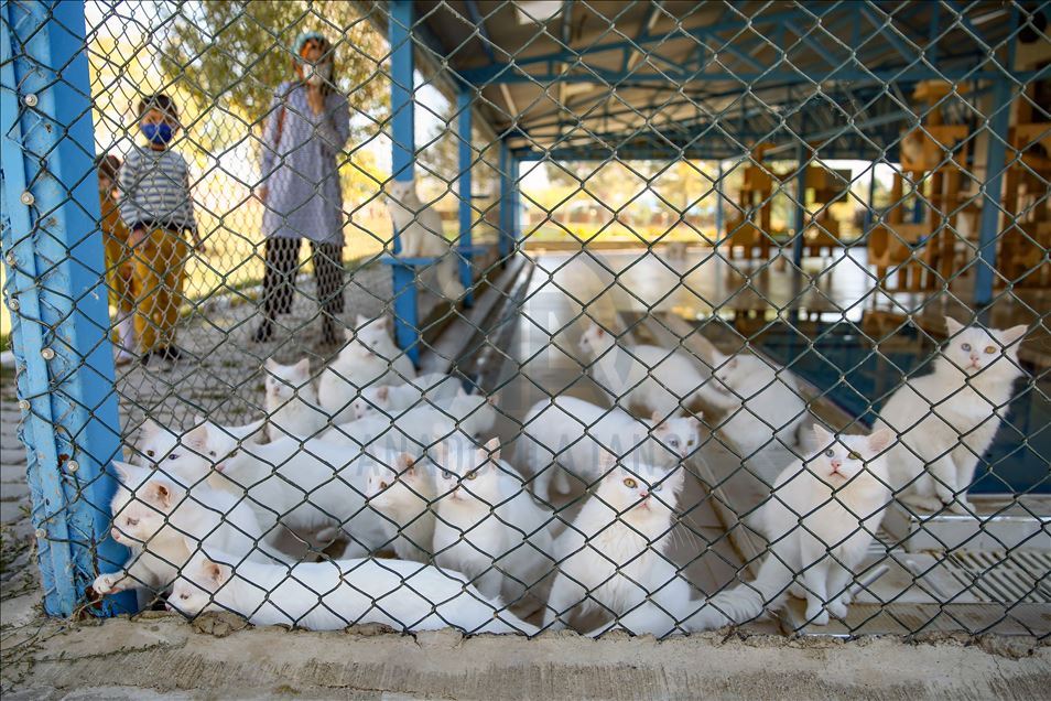 Di şewbê da pisîkên Wanê ji dûr va tên hezkirin
