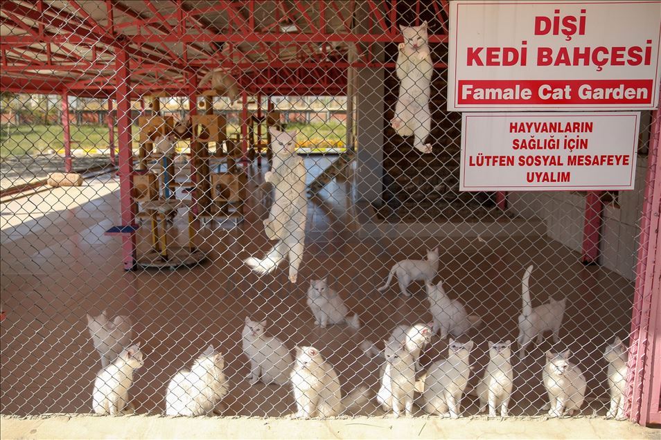 Di şewbê da pisîkên Wanê ji dûr va tên hezkirin