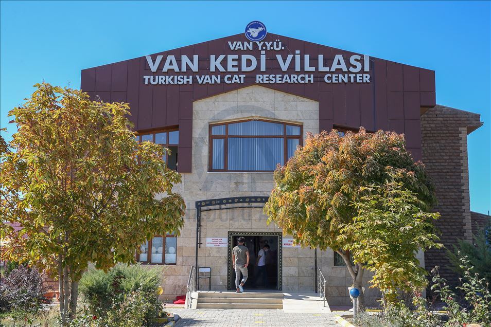 Di şewbê da pisîkên Wanê ji dûr va tên hezkirin