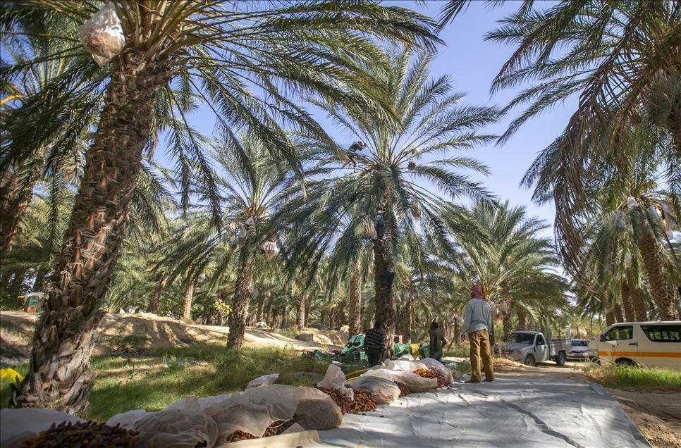 Tunus'ta hurma hasadı
