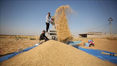 برنجی خۆماڵی.. لە چاندنەوە بۆسەر خوانهكان