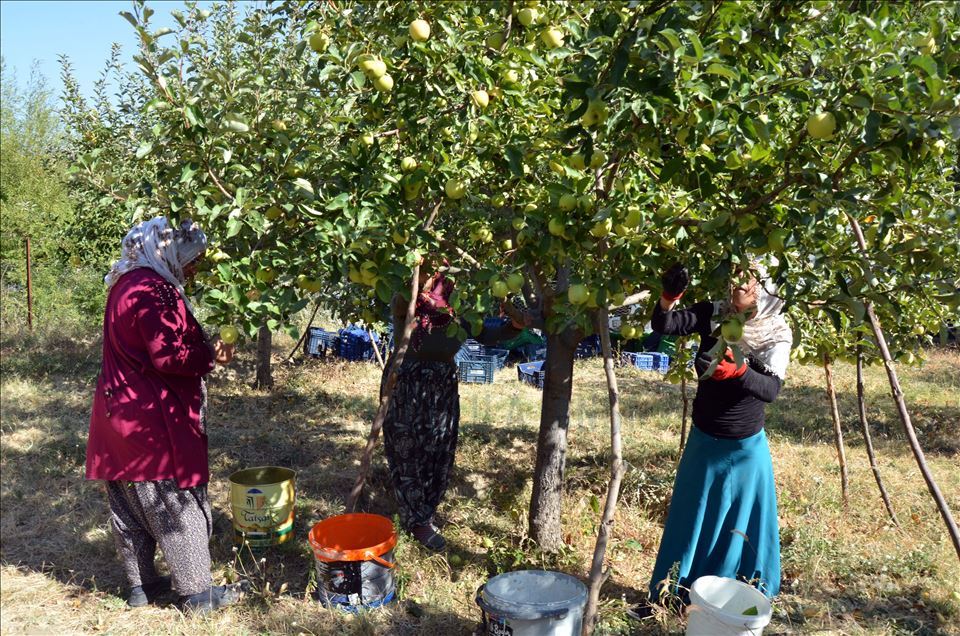 Li Mûşê berhevkirina sêvan dest pê kir cotkar kêfxweş in