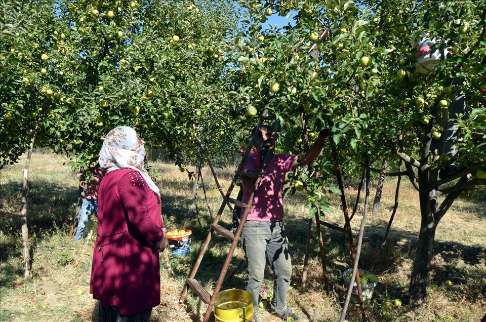 Li Mûşê berhevkirina sêvan dest pê kir cotkar kêfxweş in