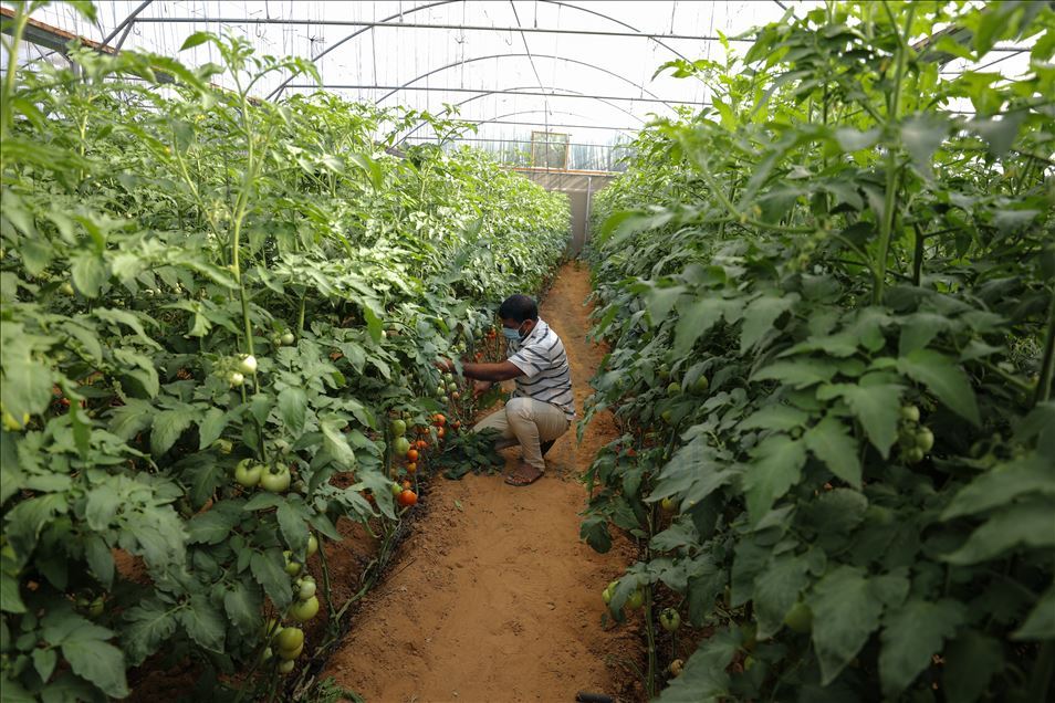 Gazze'de güz domatesi hasadı 