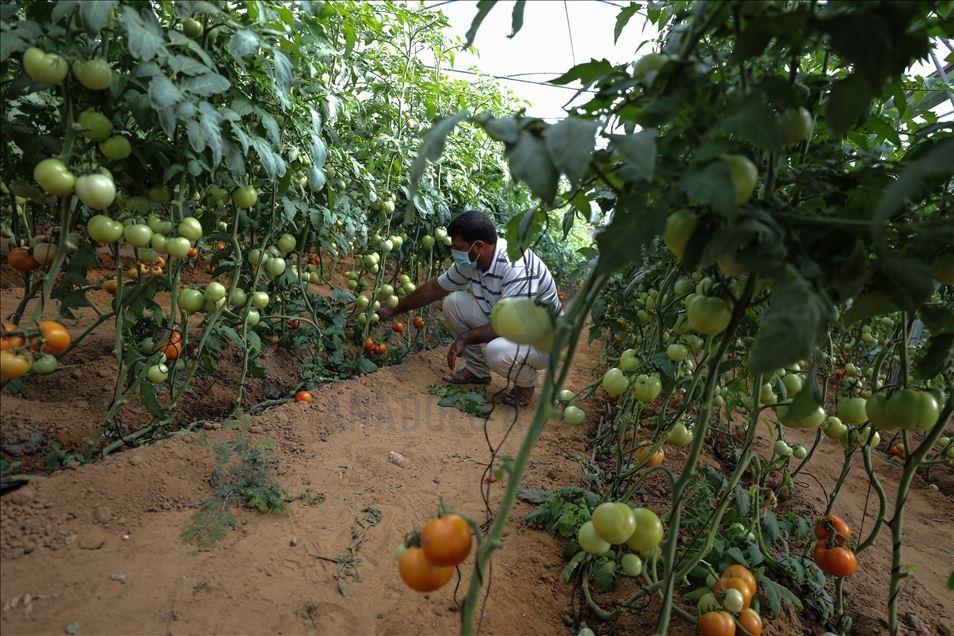 Gazze'de güz domatesi hasadı 