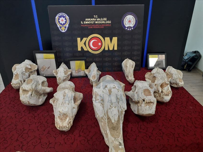 Li malên Adnan Oktar yên li Enqereyê fosîlên milyon dolarî hatin dîtin