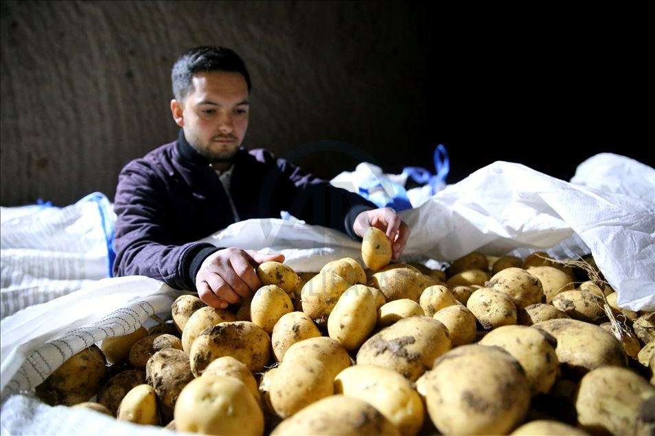 Türkiye'nin patatesi, Kapadokya'daki kayadan oyma depolarda muhafaza ediliyor