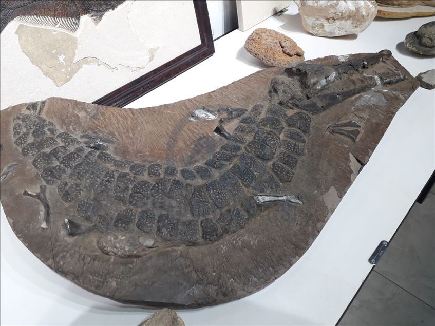 Adnan Oktar'ın Ankara'daki evlerinden milyon dolarlık fosiller çıktı

