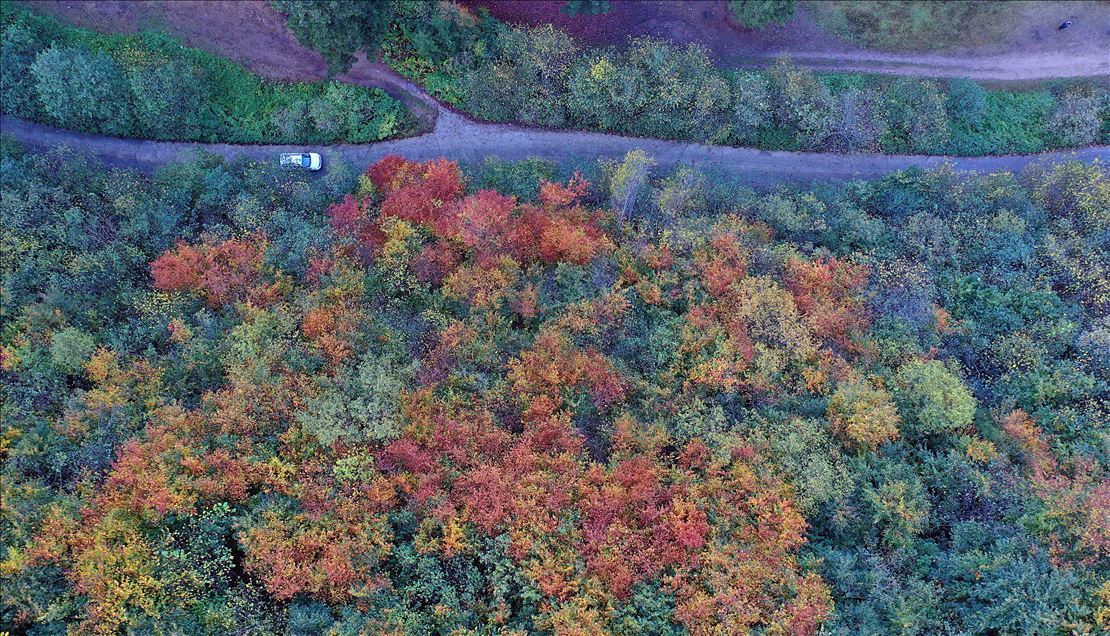 Autumn colors begin to show in Turkey's Spider Forests